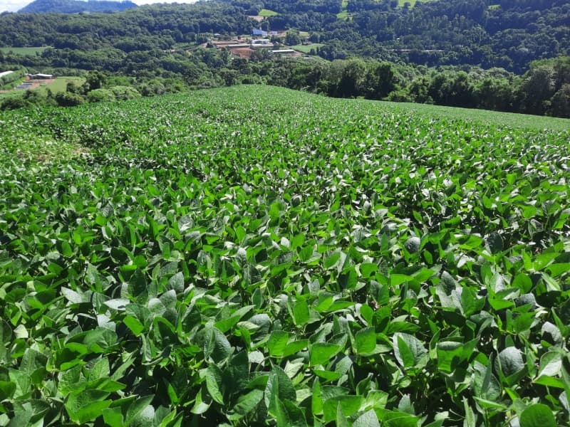 Foto 16 de 35: Terreno em leilão em Severiano De Almeida - RS — LOTE 001 Imovel