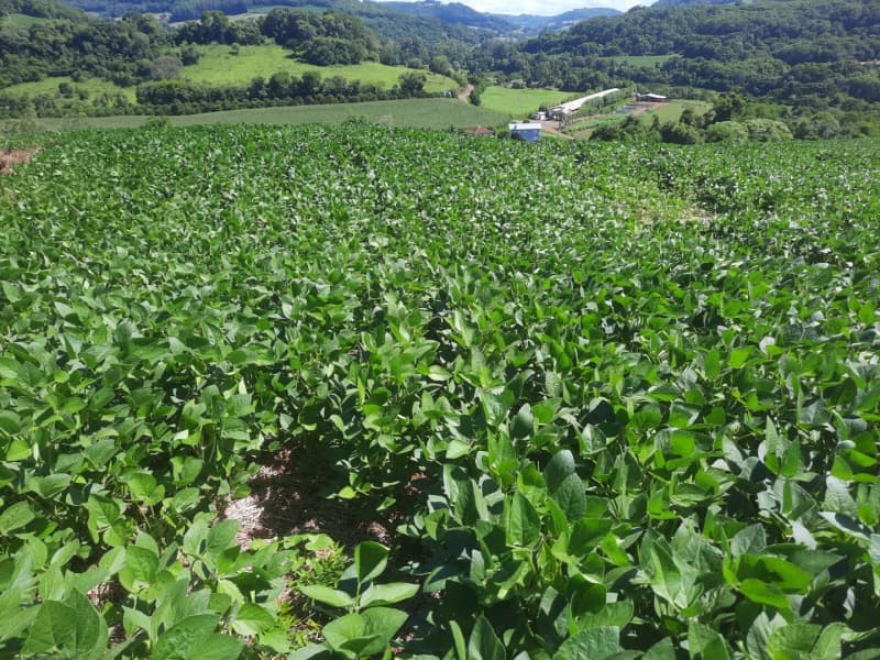 Foto 17 de 35: Terreno em leilão em Severiano De Almeida - RS — LOTE 001 Imovel