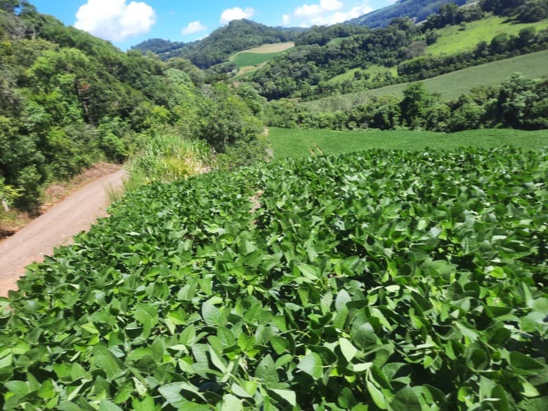 Foto 22 de 35: Terreno em leilão em Severiano De Almeida - RS — LOTE 001 Imovel