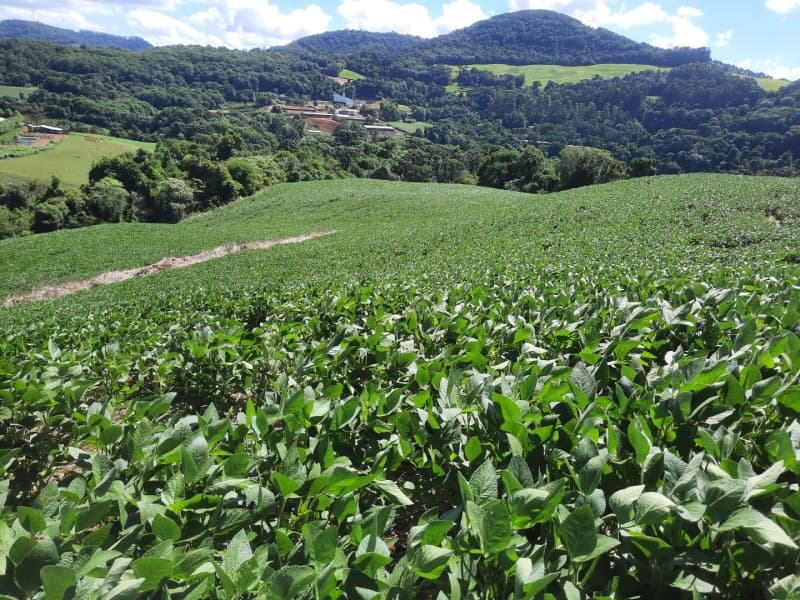Foto 27 de 35: Terreno em leilão em Severiano De Almeida - RS — LOTE 001 Imovel