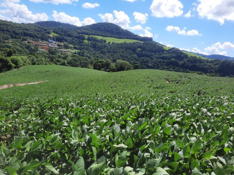 Foto 29 de 35: Terreno em leilão em Severiano De Almeida - RS — LOTE 001 Imovel