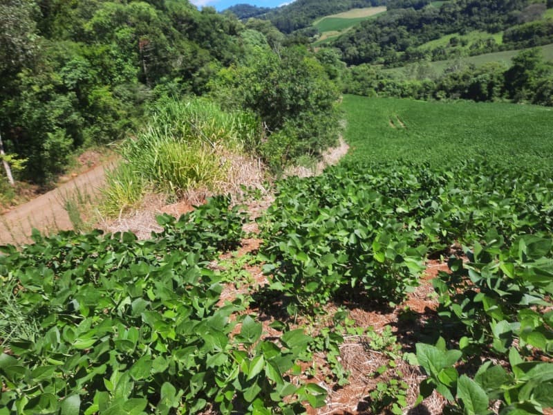 Foto 32 de 35: Terreno em leilão em Severiano De Almeida - RS — LOTE 001 Imovel