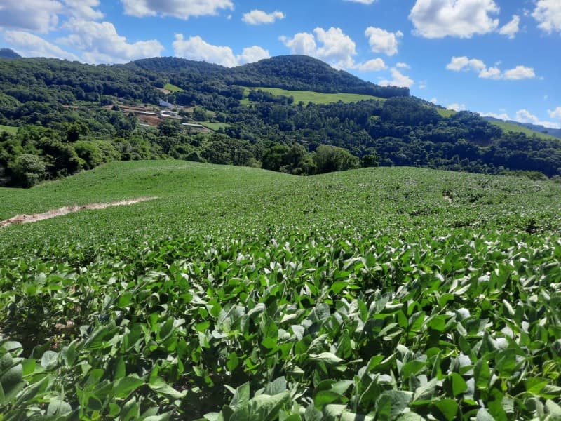 Foto 33 de 35: Terreno em leilão em Severiano De Almeida - RS — LOTE 001 Imovel