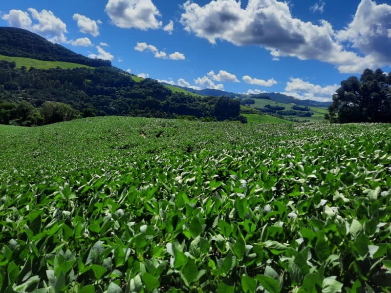 Foto 34 de 35: Terreno em leilão em Severiano De Almeida - RS — LOTE 001 Imovel
