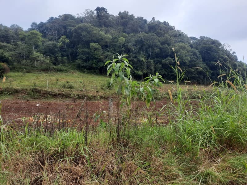 Foto 20 de 20: Terreno em leilão em Erechim - RS — LOTE 002 Imóvel
