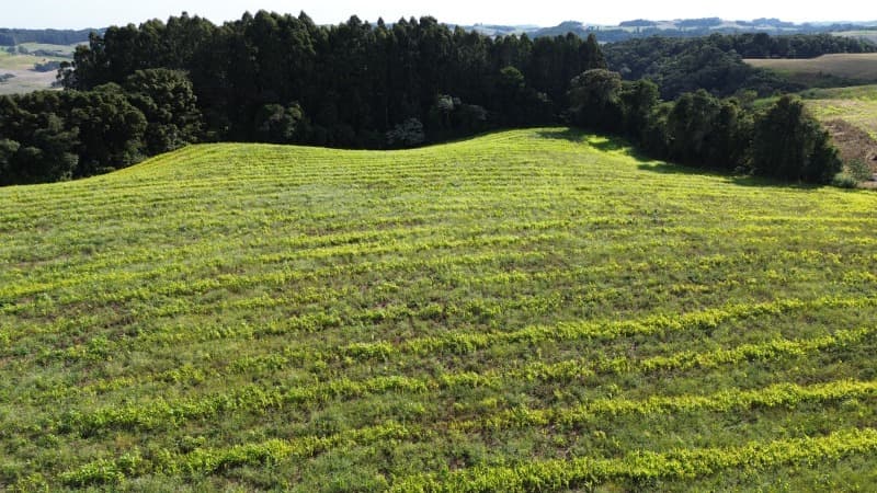 Foto 6 de 7: Terreno em leilão em Barão De Cotegipe - RS — LOTE 002 imóvel
