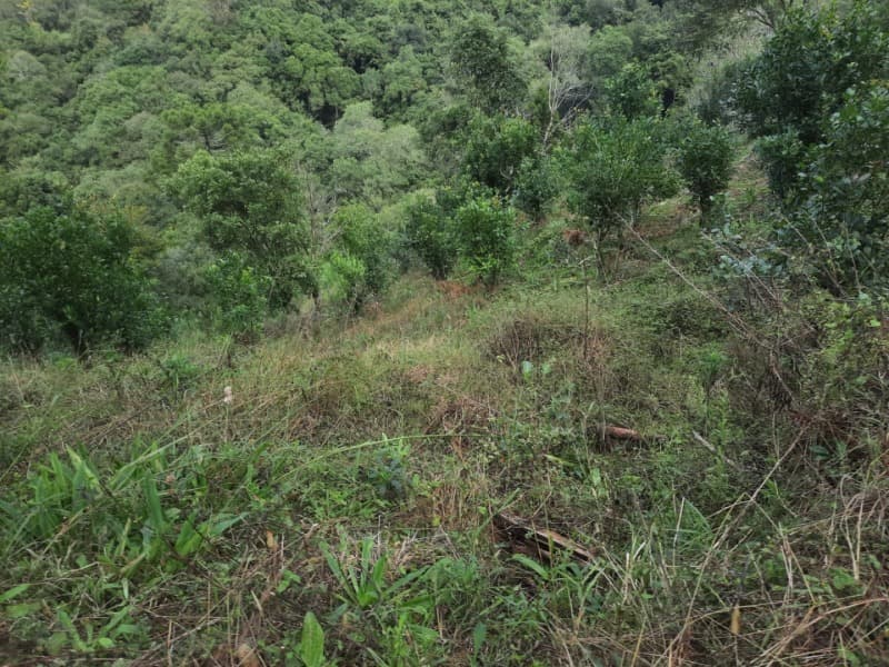 Foto 10 de 28: Terreno em leilão em Arvorezinha - RS — LOTE 001 imóvel