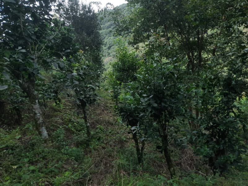 Foto 5 de 28: Terreno em leilão em Arvorezinha - RS — LOTE 001 imóvel