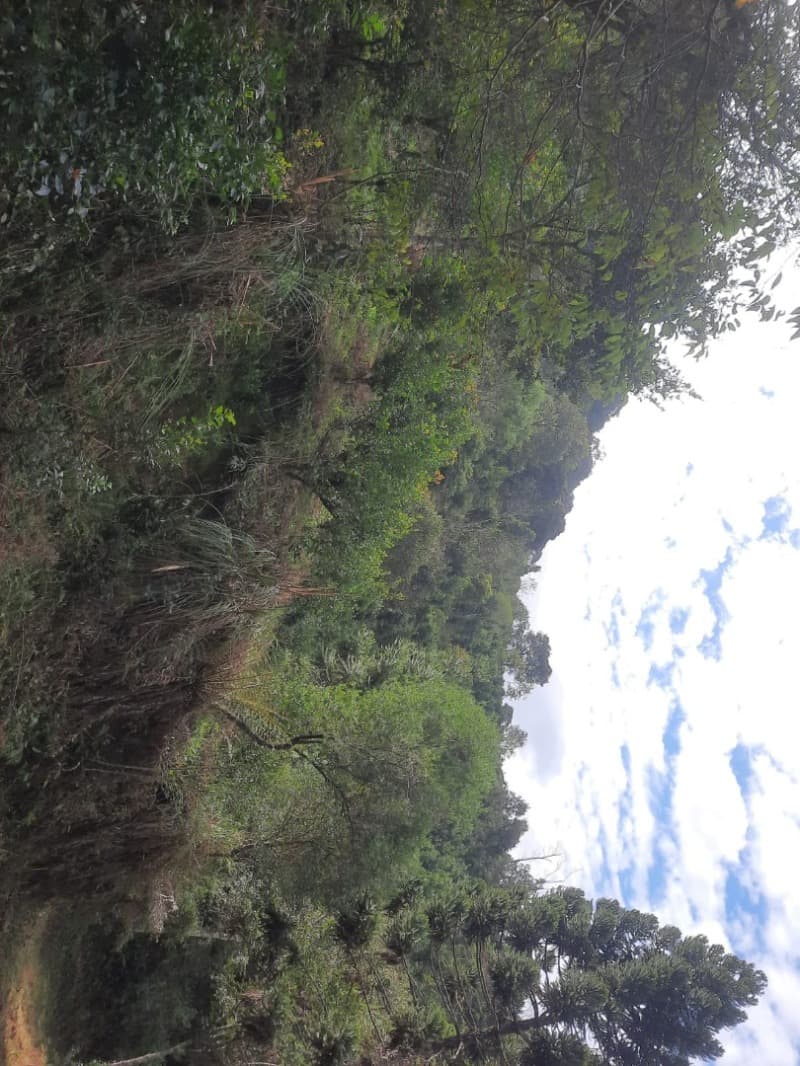 Foto 6 de 28: Terreno em leilão em Arvorezinha - RS — LOTE 001 imóvel