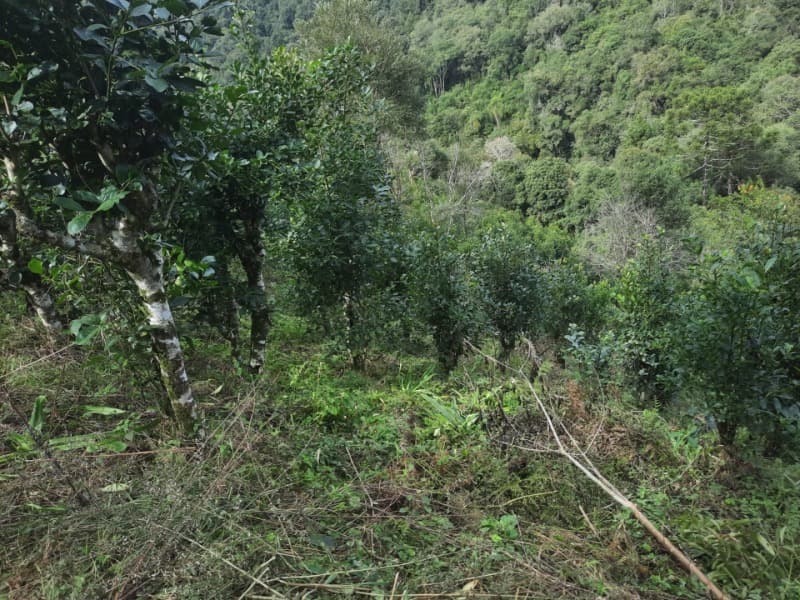Foto 7 de 28: Terreno em leilão em Arvorezinha - RS — LOTE 001 imóvel