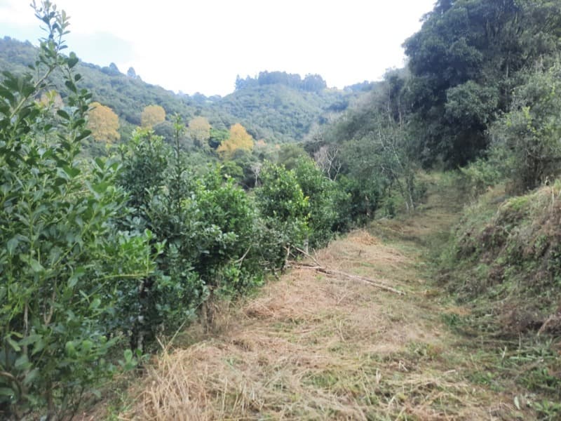 Foto 8 de 28: Terreno em leilão em Arvorezinha - RS — LOTE 001 imóvel