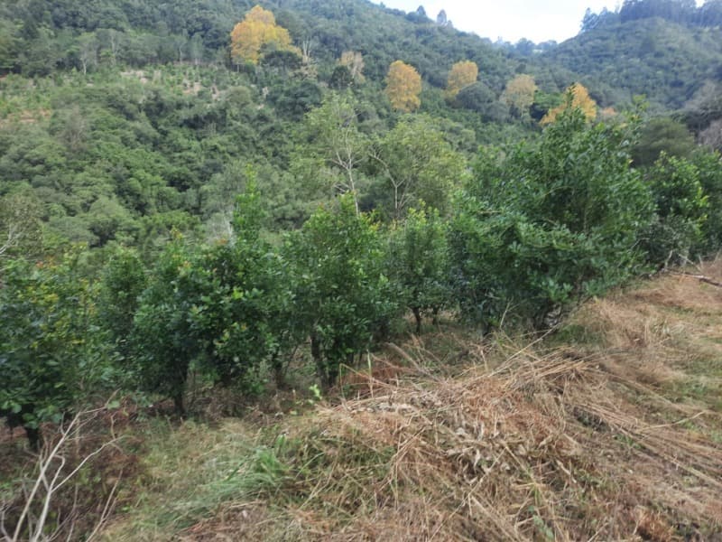 Foto 9 de 28: Terreno em leilão em Arvorezinha - RS — LOTE 001 imóvel