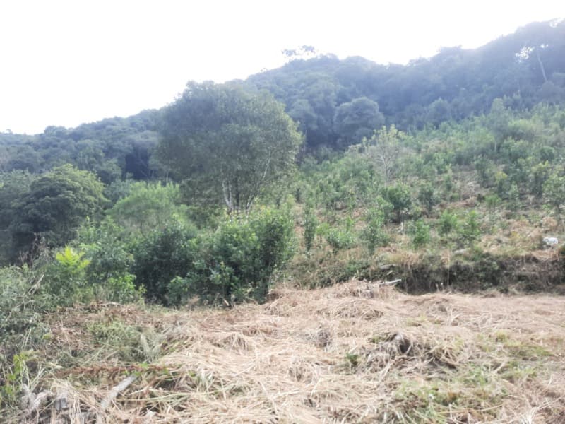 Terreno em leilão em Arvorezinha - RS — LOTE 001 imóvel