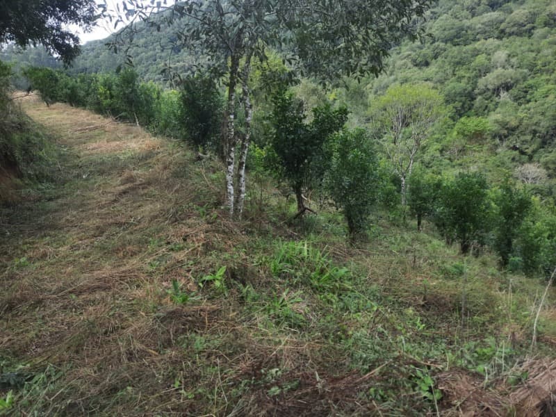 Foto 13 de 28: Terreno em leilão em Arvorezinha - RS — LOTE 001 imóvel