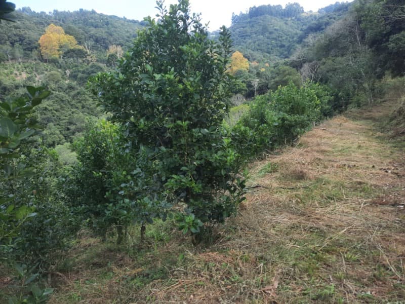 Foto 14 de 28: Terreno em leilão em Arvorezinha - RS — LOTE 001 imóvel