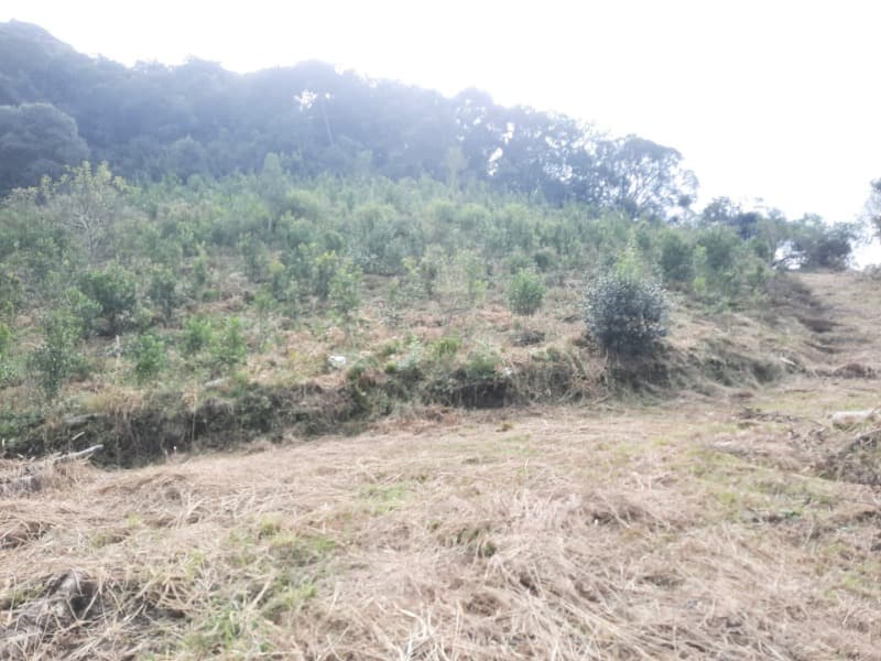 Foto 27 de 28: Terreno em leilão em Arvorezinha - RS — LOTE 001 imóvel