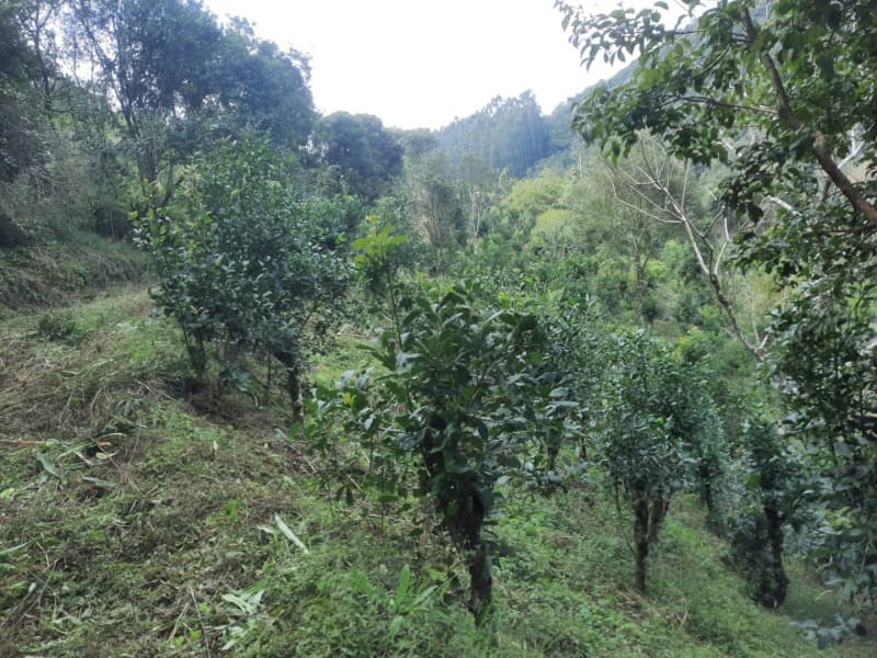 Foto 28 de 28: Terreno em leilão em Arvorezinha - RS — LOTE 001 imóvel