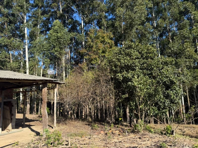 Foto 19 de 39: Terreno em leilão em Vidal Ramos - SC — LOTE 001 Imóvel