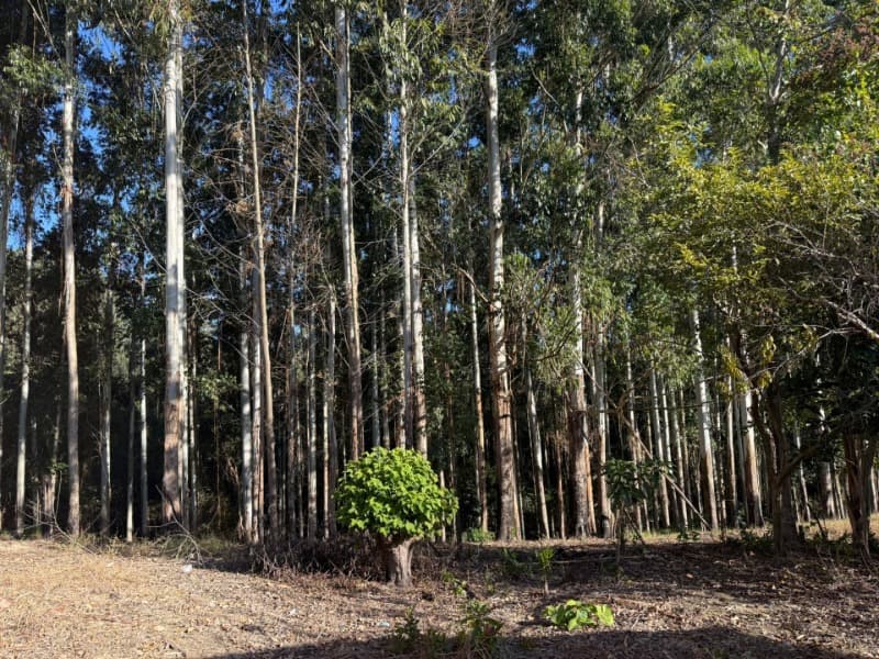 Foto 22 de 39: Terreno em leilão em Vidal Ramos - SC — LOTE 001 Imóvel