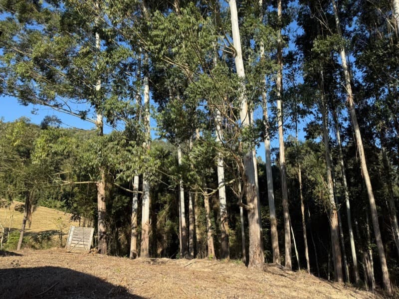 Foto 31 de 39: Terreno em leilão em Vidal Ramos - SC — LOTE 001 Imóvel