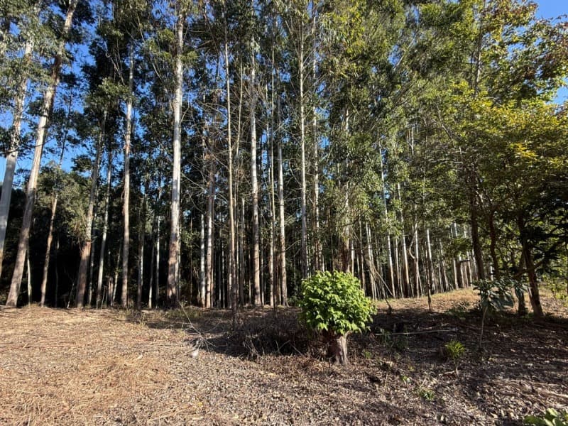 Foto 35 de 39: Terreno em leilão em Vidal Ramos - SC — LOTE 001 Imóvel