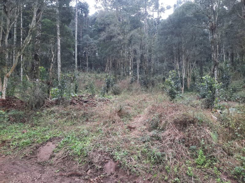 Foto 4 de 26: Terreno em leilão em Arvorezinha - RS — LOTE 001 Imóvel