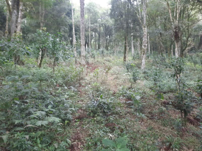 Foto 23 de 26: Terreno em leilão em Arvorezinha - RS — LOTE 001 Imóvel