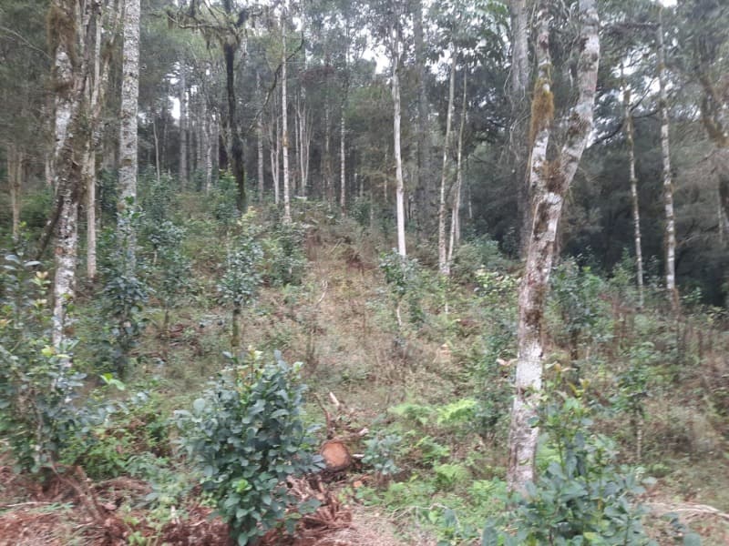 Foto 24 de 26: Terreno em leilão em Arvorezinha - RS — LOTE 001 Imóvel