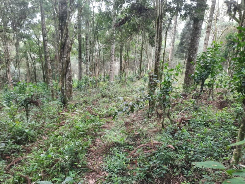 Foto 26 de 26: Terreno em leilão em Arvorezinha - RS — LOTE 001 Imóvel