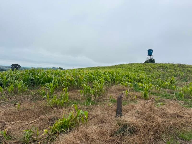 Foto 3 de 7: Terreno em leilão em Nova Alvorada - RS — LOTE 001 imóvel