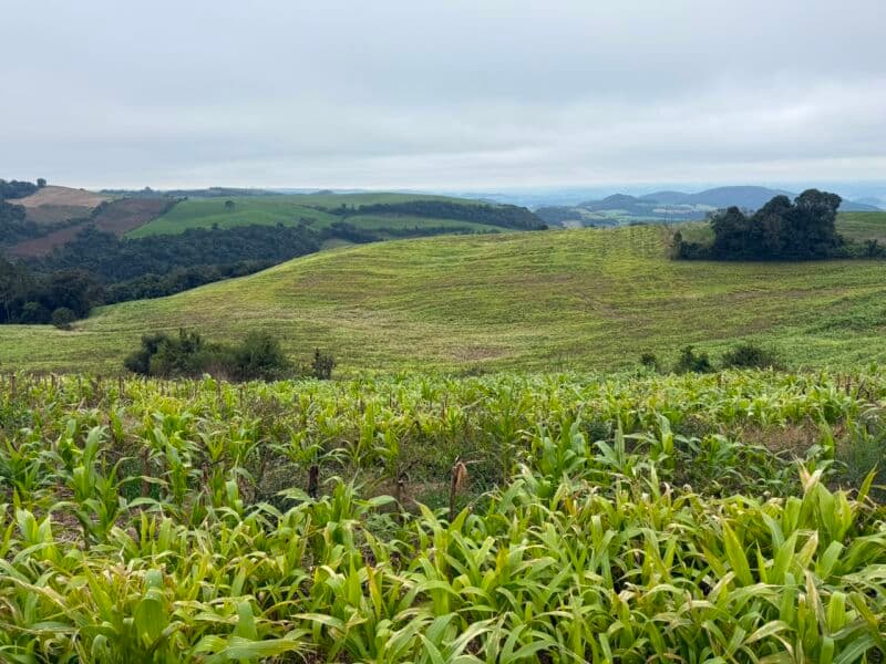 Foto 4 de 7: Terreno em leilão em Nova Alvorada - RS — LOTE 001 imóvel
