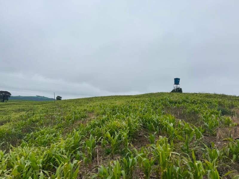 Foto 7 de 7: Terreno em leilão em Nova Alvorada - RS — LOTE 001 imóvel