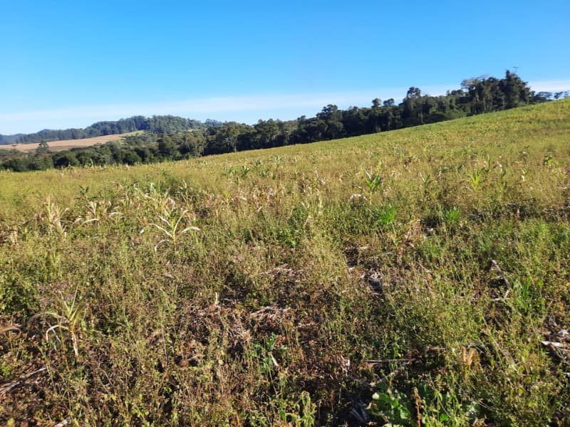 Foto 21 de 53: Terreno em leilão em Agronômica - SC — LOTE 001 Imóvel