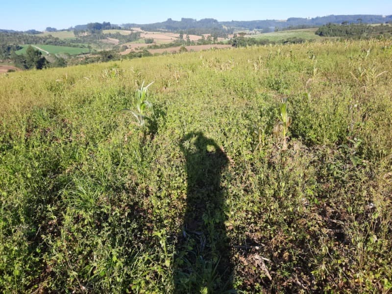 Foto 22 de 53: Terreno em leilão em Agronômica - SC — LOTE 001 Imóvel