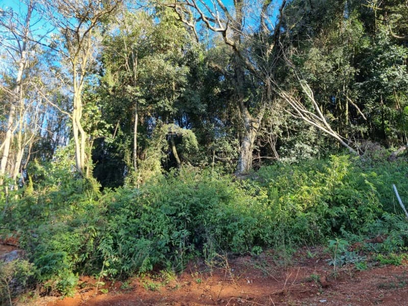 Foto 8 de 11: Terreno em leilão em Erechim - RS — LOTE 002 Imóvel