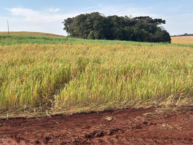 Terreno em leilão em Coxilha - RS — LOTE 001-2 Imóvel