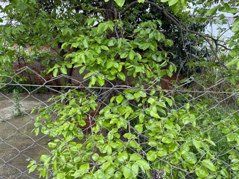 Foto 9 de 11: Terreno em leilão em Passo Fundo - RS, bairro Vila Schell — LOTE 001 Imóvel