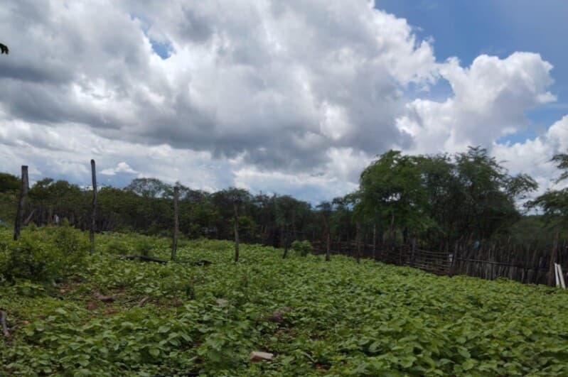 Foto 3 de 3: Area Rural em leilão em Salgueiro - PE — LOTE 053 PERNAMBUCO - SALGUEIRO/PE - FAZENDA/ÁREA RURAL