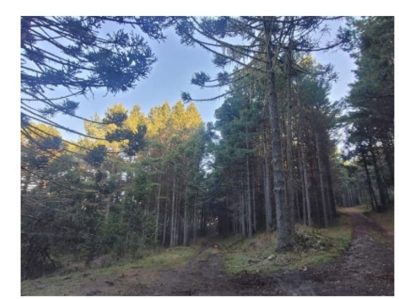 Foto 2 de 3: Area Rural em leilão em Bom Jardim Da Serra - SC — LOTE 001 UM TERRENO RURAL, com a área superficial de 276.864,45m2 (duzentos e setenta e seis mil, oi