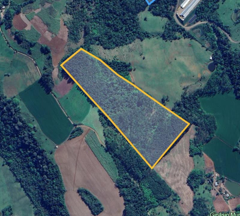 Area Rural em leilão em Paial - SC — LOTE 010 Imóvel com 100.000m² com plantio de reflorestamento de eucalipto em Paial/SC