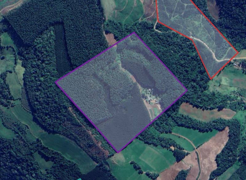 Foto 1 de 2: Area Rural em leilão em Paial - SC — LOTE 007 Imóvel com 200.000m² com plantio de reflorestamento de eucalipto e benfeitorias em Paial/SC