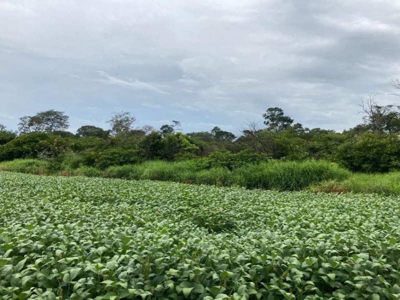 Foto 5 de 7: Area Rural em leilão em Loreto - MA — LOTE 001 Fazenda Catalao I em Loreto/MA
