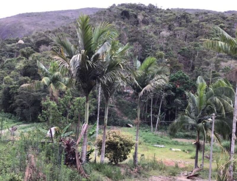 Foto 9 de 11: Area Rural em leilão em Sumidouro - RJ — LOTE 001 LOTE ÚNICO