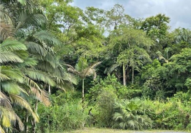 Foto 5 de 5: Terreno em leilão em Blumenau - SC — LOTE 007 TERRENO