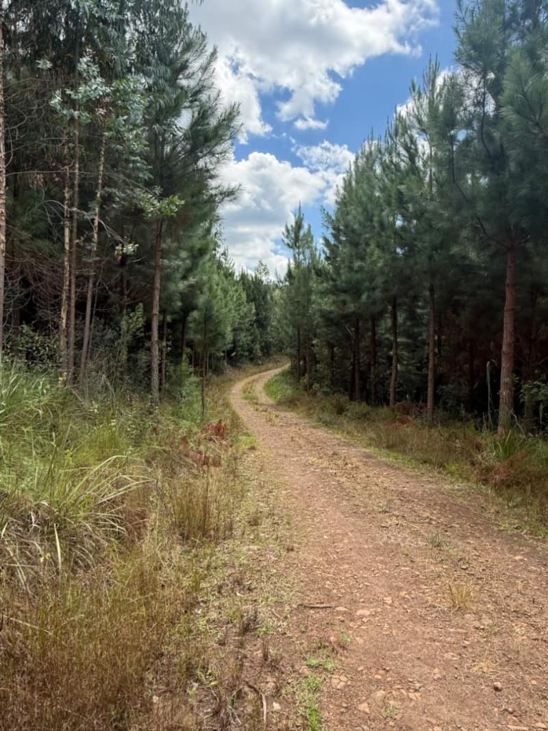 Foto 2 de 25: Area Rural em leilão em Macieira - SC — LOTE 001 PARTE DA FAZENDA SÃO NICOLAU (FLORESTAL 05)