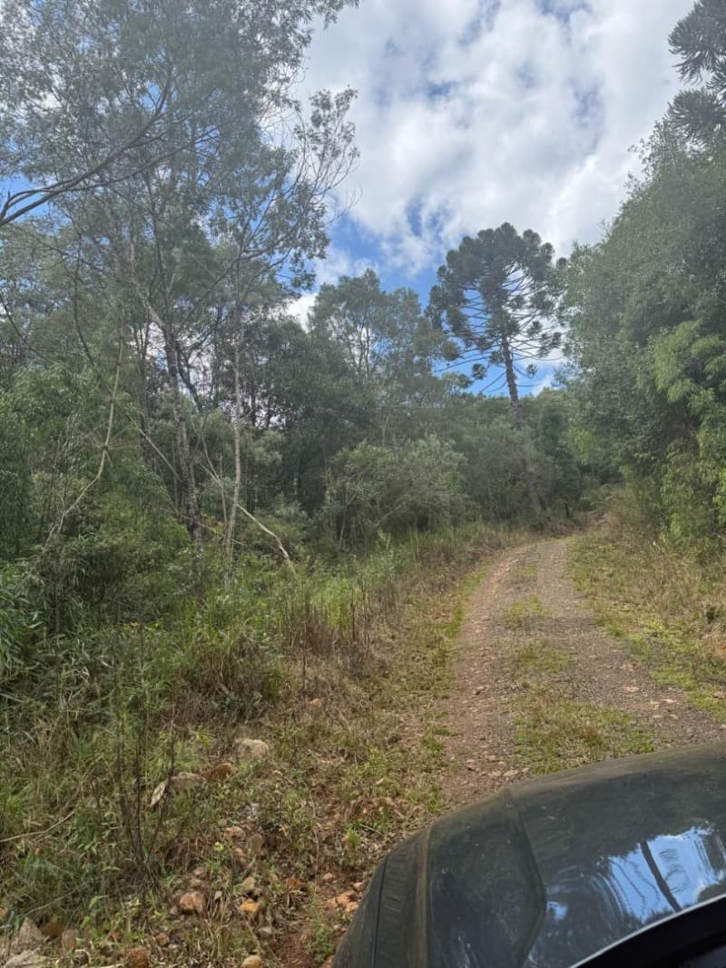 Foto 4 de 25: Area Rural em leilão em Macieira - SC — LOTE 001 PARTE DA FAZENDA SÃO NICOLAU (FLORESTAL 05)