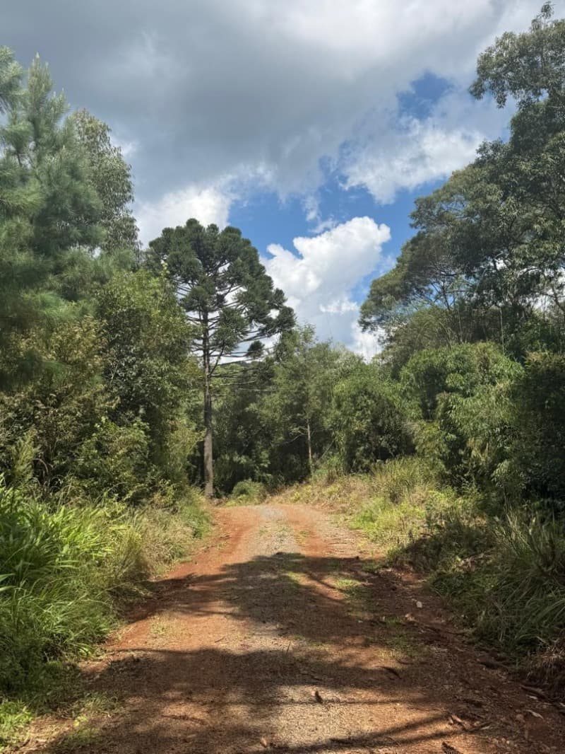 Foto 6 de 25: Area Rural em leilão em Macieira - SC — LOTE 001 PARTE DA FAZENDA SÃO NICOLAU (FLORESTAL 05)
