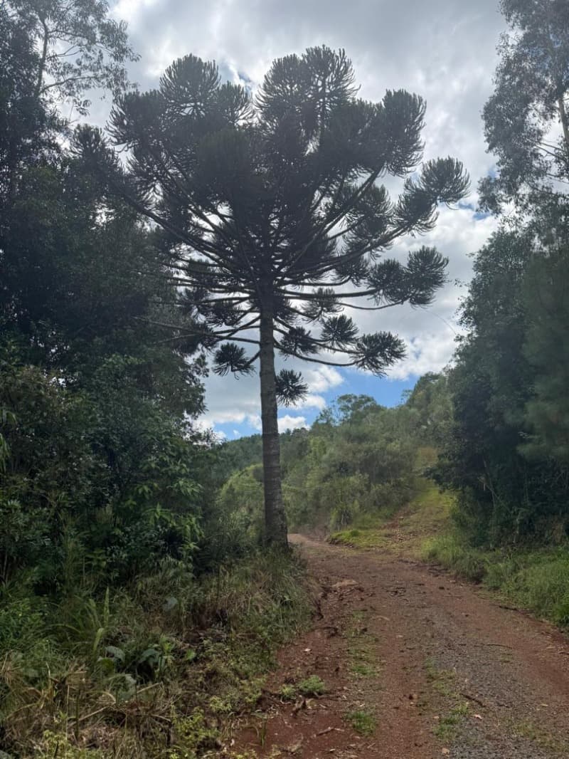 Foto 7 de 25: Area Rural em leilão em Macieira - SC — LOTE 001 PARTE DA FAZENDA SÃO NICOLAU (FLORESTAL 05)