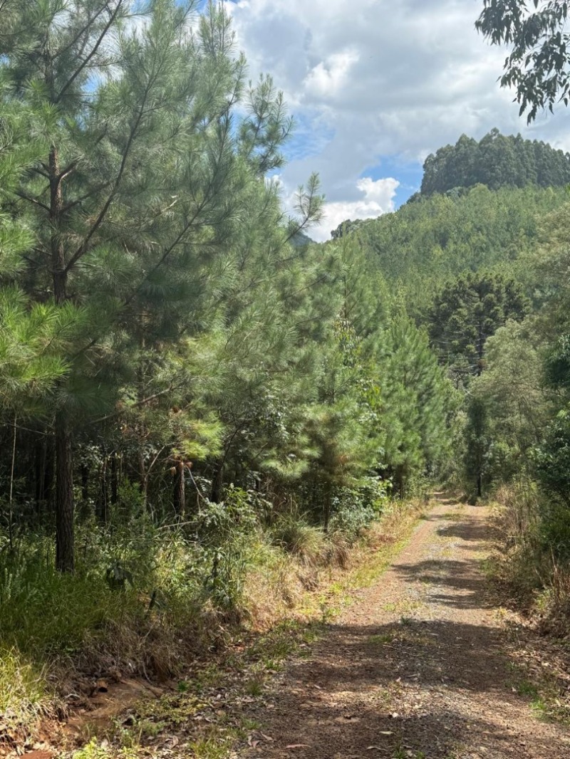 Foto 8 de 25: Area Rural em leilão em Macieira - SC — LOTE 001 PARTE DA FAZENDA SÃO NICOLAU (FLORESTAL 05)