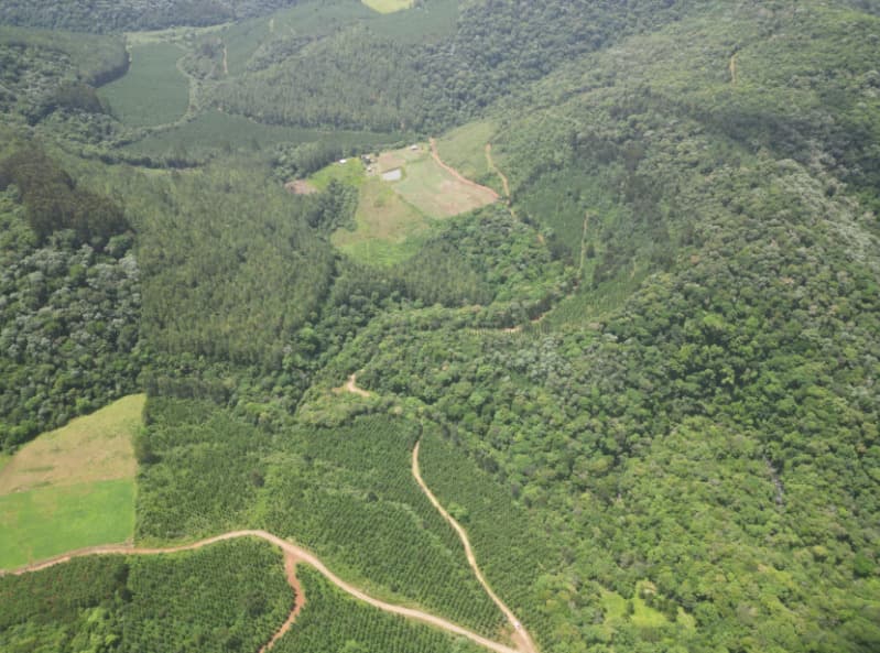 Foto 13 de 25: Area Rural em leilão em Macieira - SC — LOTE 001 PARTE DA FAZENDA SÃO NICOLAU (FLORESTAL 05)